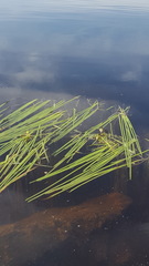 Sparganium fluctuans