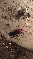 Stenaspis verticalis