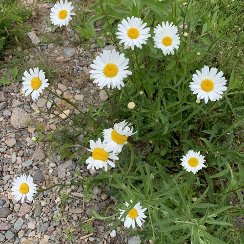 Petit Marguerite 2