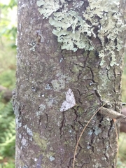 Macaria notata