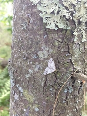 Macaria notata