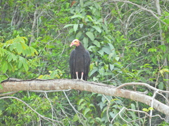 Cathartes melambrotus