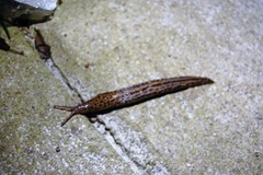Limax maximus