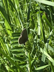 Glaucopsyche lygdamus couperi