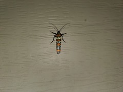 Atteva aurea