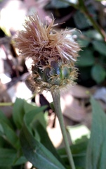 Cheirolophus sempervirens