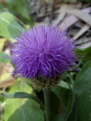 Cheirolophus sempervirens