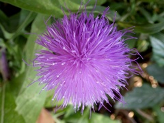 Cheirolophus sempervirens