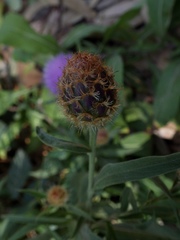 Cheirolophus sempervirens