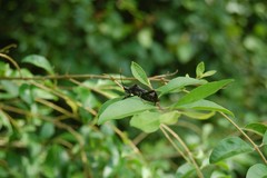 Acanthocephala terminalis