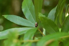 Ophiderma flavicephala
