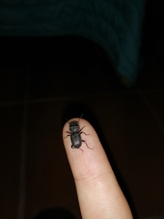 Dixus sphaerocephalus