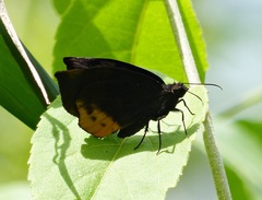 Achlyodes busirus rioja