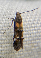 Mompha raschkiella