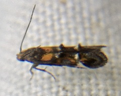 Mompha raschkiella