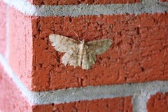Lepidoptera