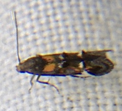 Mompha raschkiella