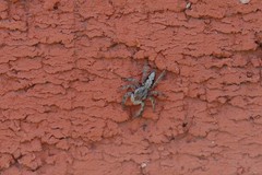 Platycryptus undatus