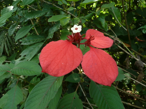 Red-leaved Mussaenda