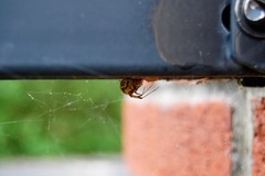 Parasteatoda tepidariorum