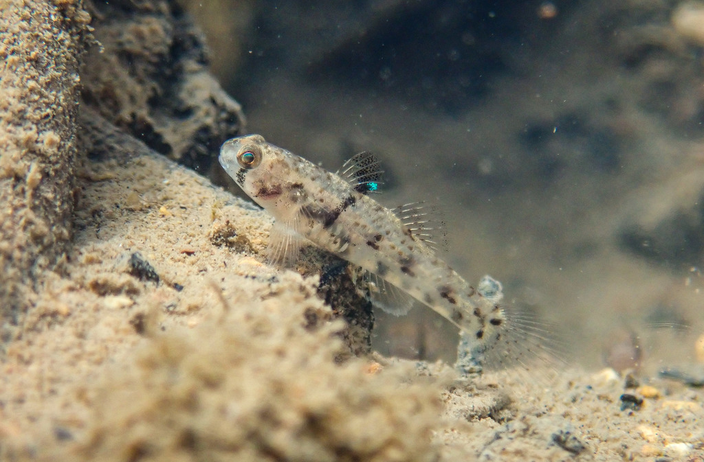 Java Snubnose Goby