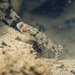 Northern Fatnose Goby - Photo (c) H.T.Cheng, some rights reserved (CC BY-NC), uploaded by H.T.Cheng