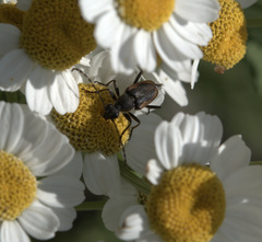 Brachyleptura brevis
