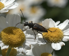 Brachyleptura brevis
