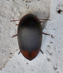 Eucinetus haemorrhoidalis