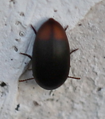 Eucinetus haemorrhoidalis