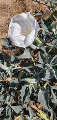 Datura wrightii