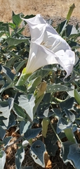 Datura wrightii