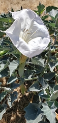 Datura wrightii