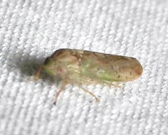 Ponana quadralaba