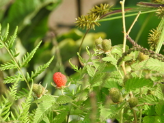Fragaria mexicana