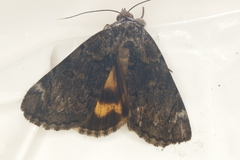 Catocala minuta