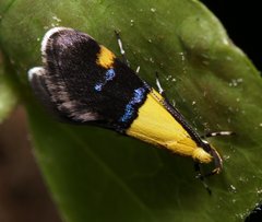 Oecophora bractella