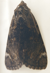 Catocala minuta