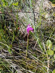 Arethusa bulbosa