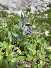 Mertensia paniculata paniculata