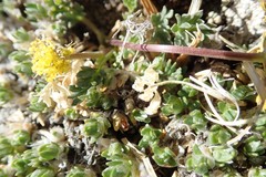 Oreoxis alpina