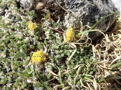 Oreoxis alpina