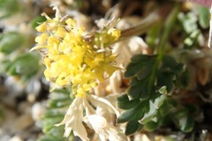 Oreoxis alpina