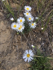 Erigeron ochroleucus