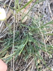 Erigeron ochroleucus