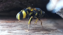 Leucospidae