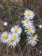 Erigeron ochroleucus