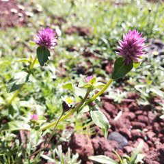 Gomphrena serrata