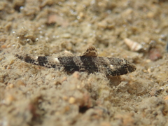 Psammogobius biocellatus