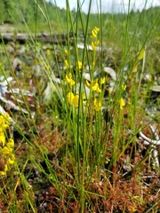 Utricularia cornuta